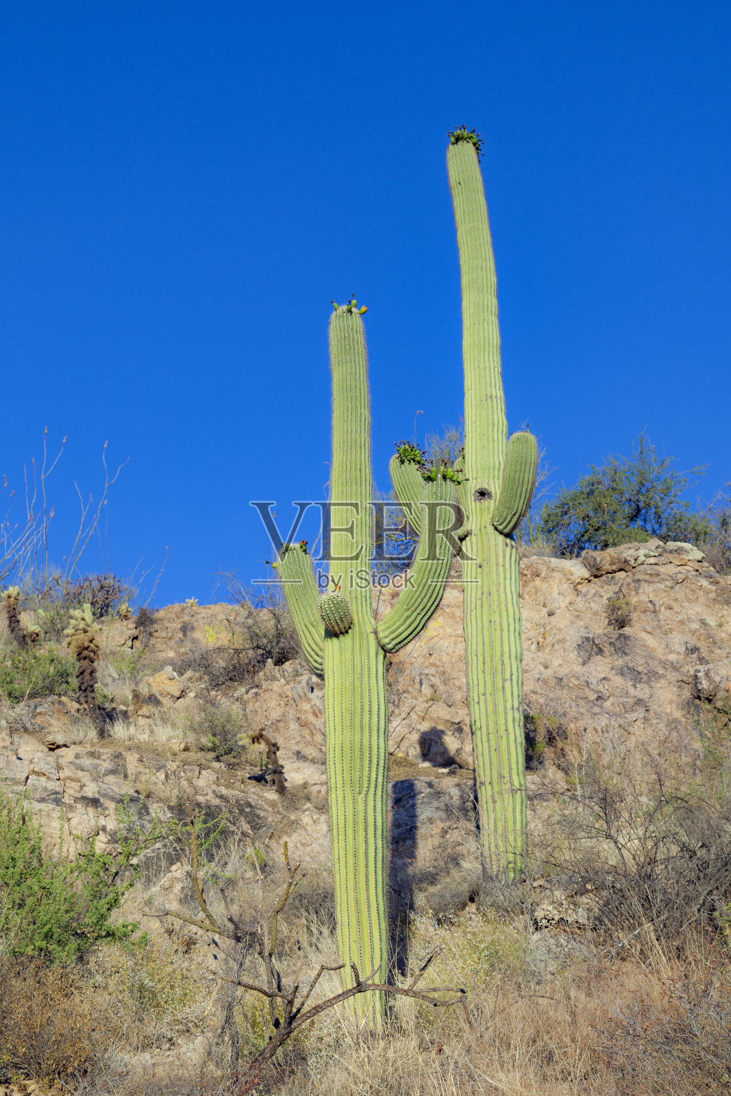 夕阳与美丽的绿色仙人掌在风景照片摄影图片