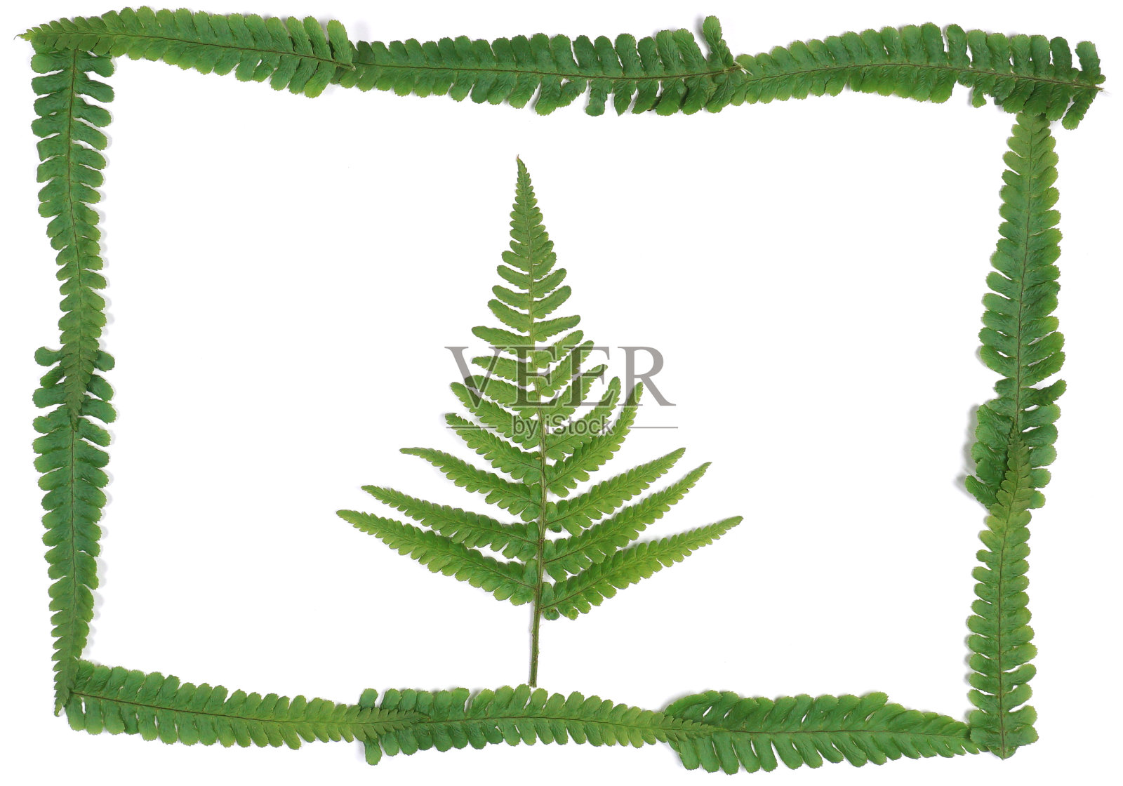 天然新鲜的蕨类叶子看起来像圣诞树在白色的背景与复制空间为您自己的文本像圣诞卡照片摄影图片