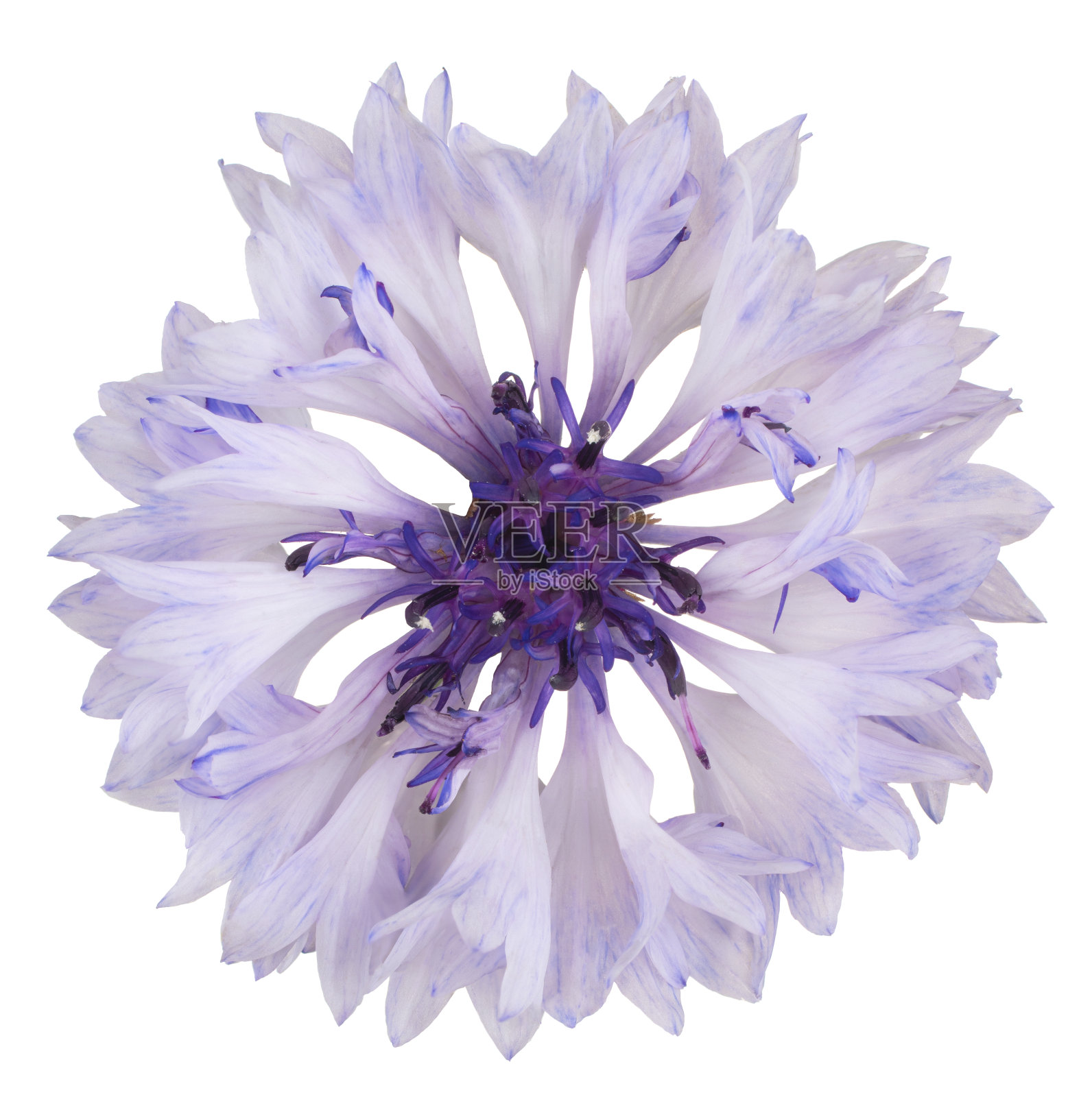 花孤立照片摄影图片