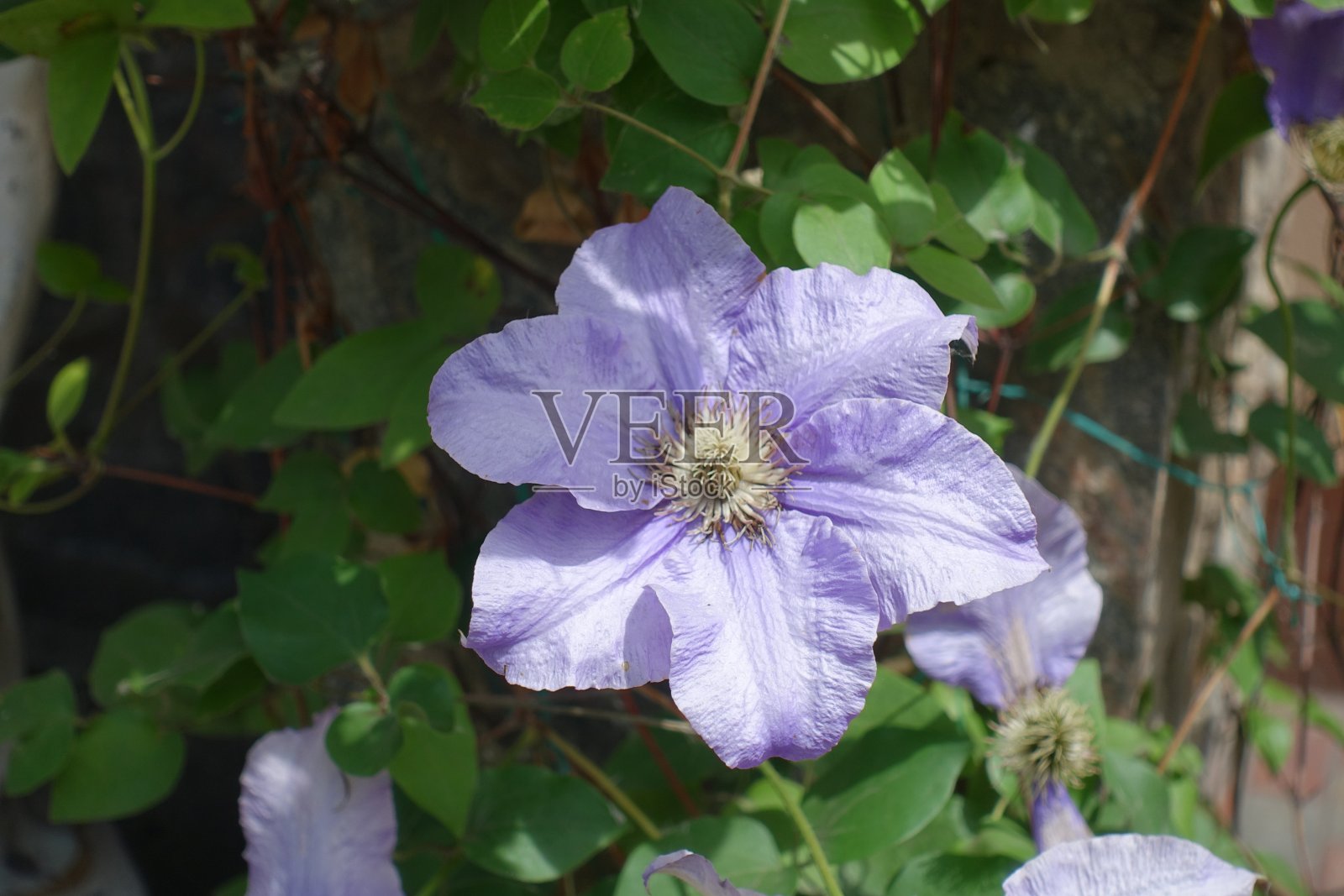 这是5月一株亮紫色铁线莲的特写照片摄影图片