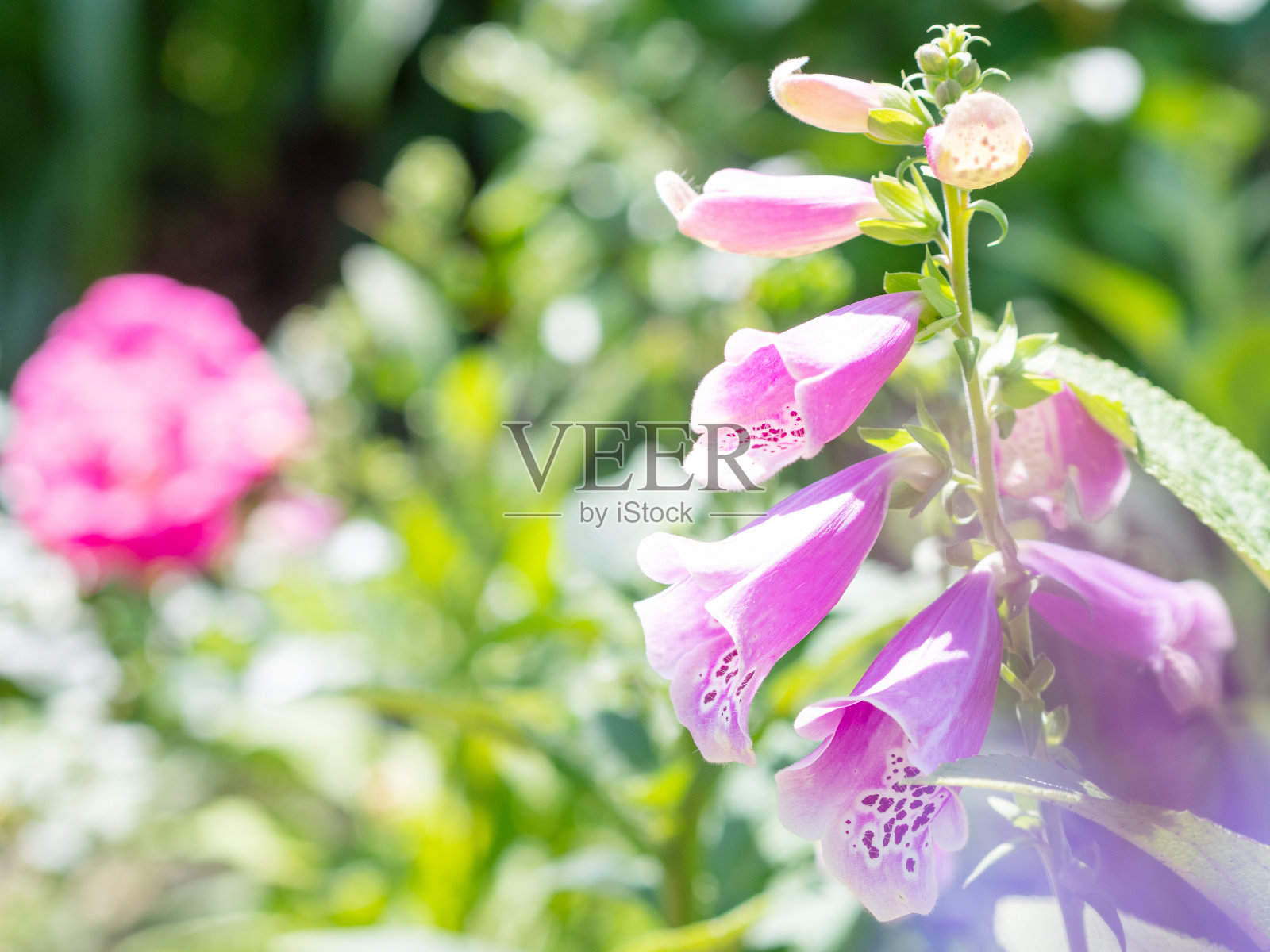 粉红色的毛地黄花在花园里照片摄影图片