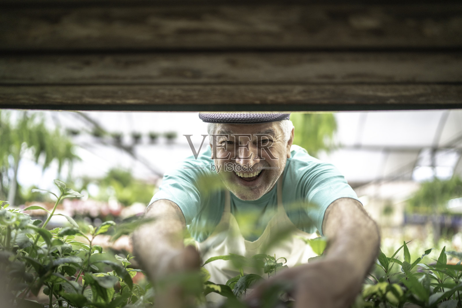 一位资深花商照料幼苗的肖像照片摄影图片
