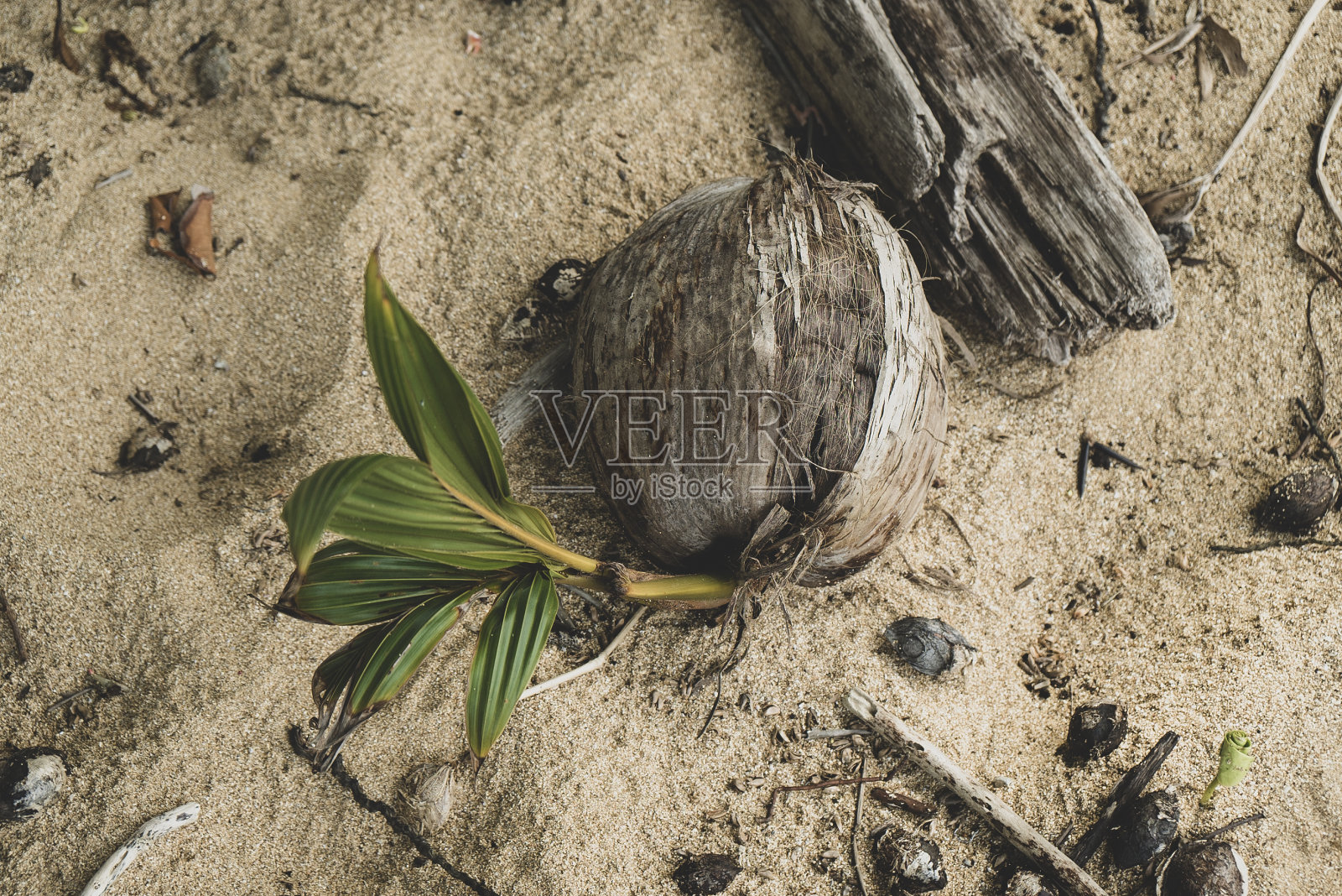 海滩生活。发芽椰子树照片摄影图片
