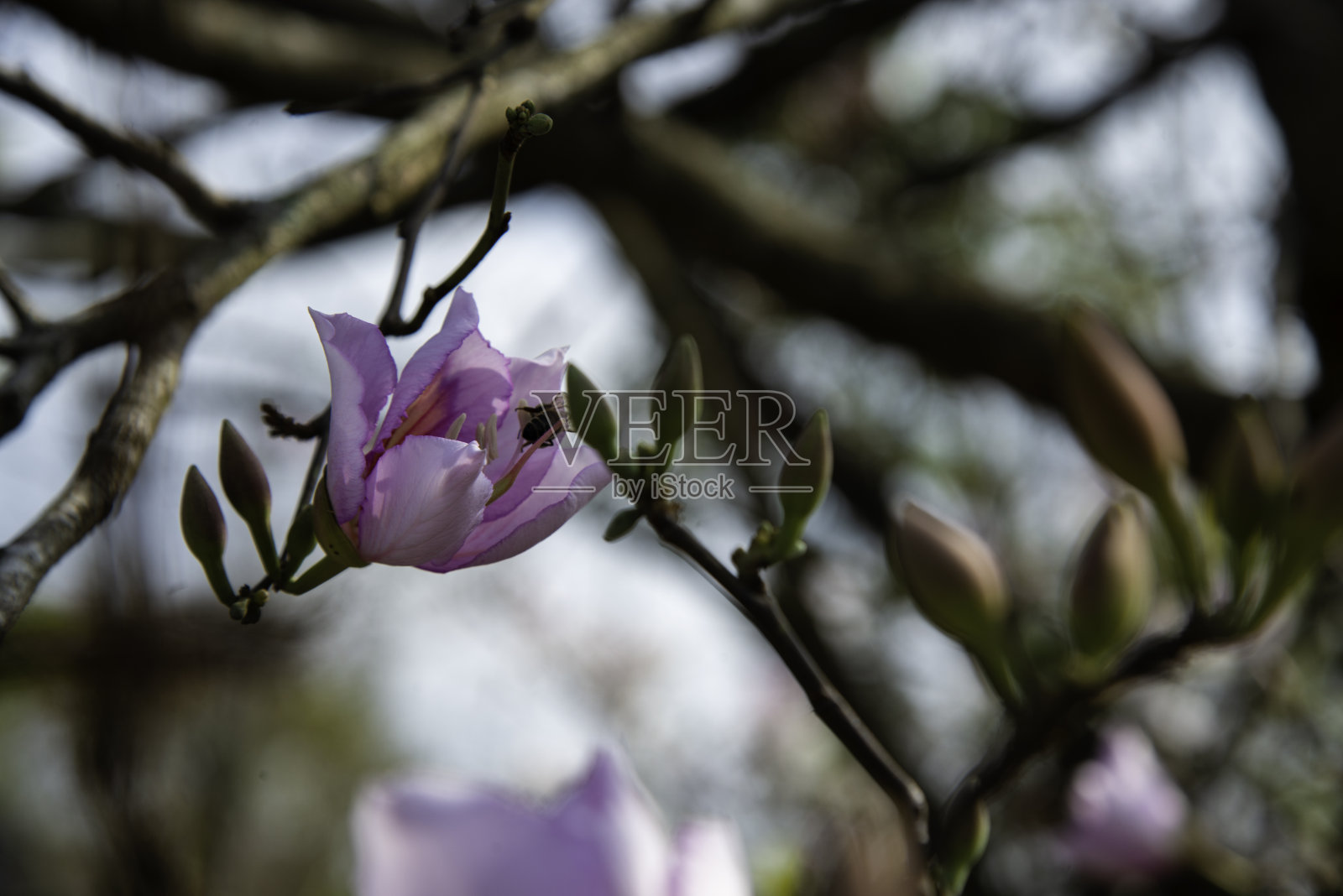 美丽的紫荆花是杂色的花照片摄影图片