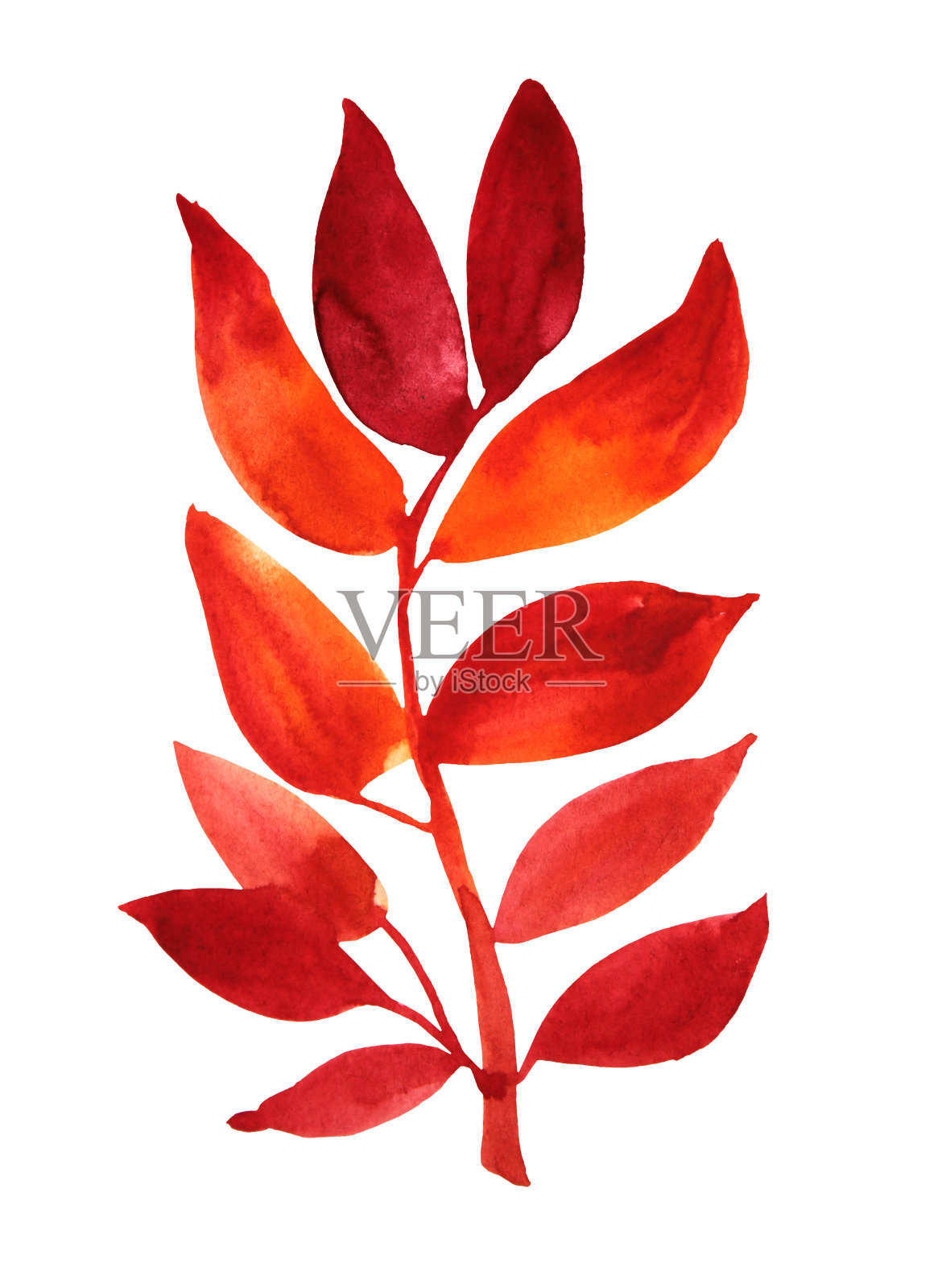 水彩手绘秋天橙色和红色的树枝与树叶孤立在白色的背景。用于卡片、贴纸、墙纸、纺织品或包装的艺术创作的自然对象。插画图片素材