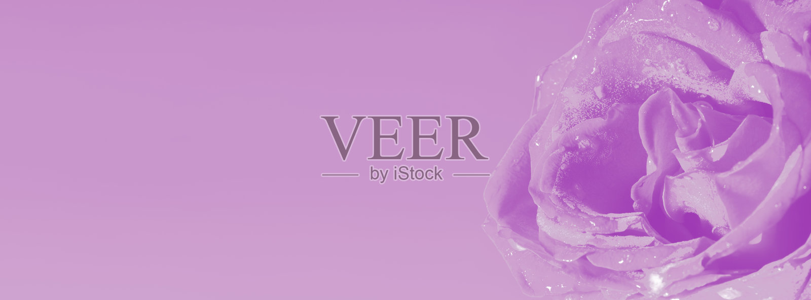 紫罗兰玫瑰,迷人的网络旗帜照片摄影图片