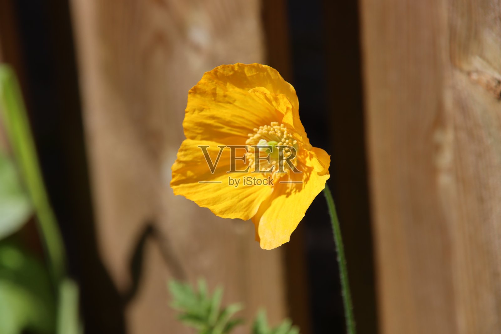 罂粟花在罂粟亚科的街道上,在明亮的阳光下照片摄影图片