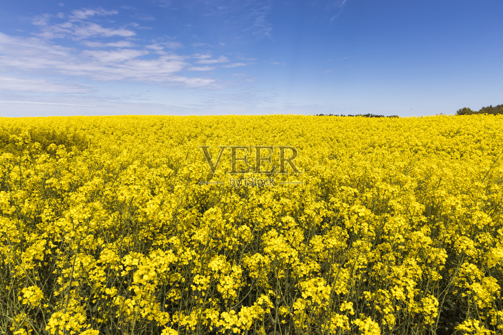 油菜籽花。照片摄影图片