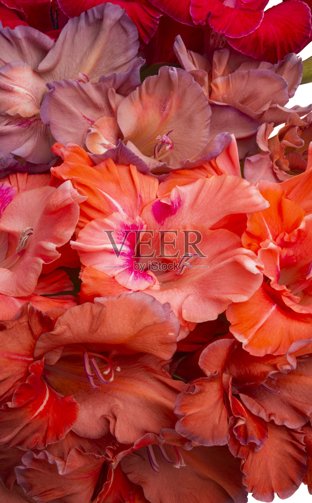 剑兰花孤立照片摄影图片