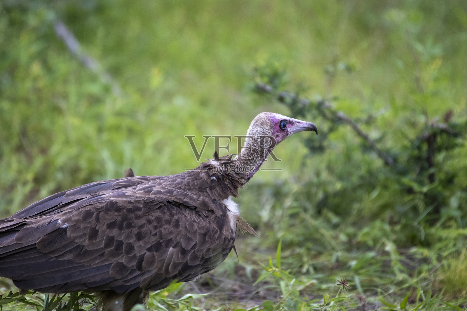 一个戴头巾的秃鹰照片摄影图片