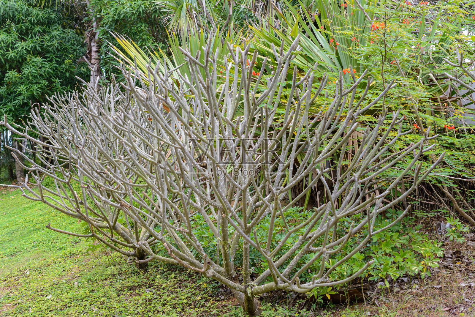 三亚街道上罕见的热带树种。照片摄影图片