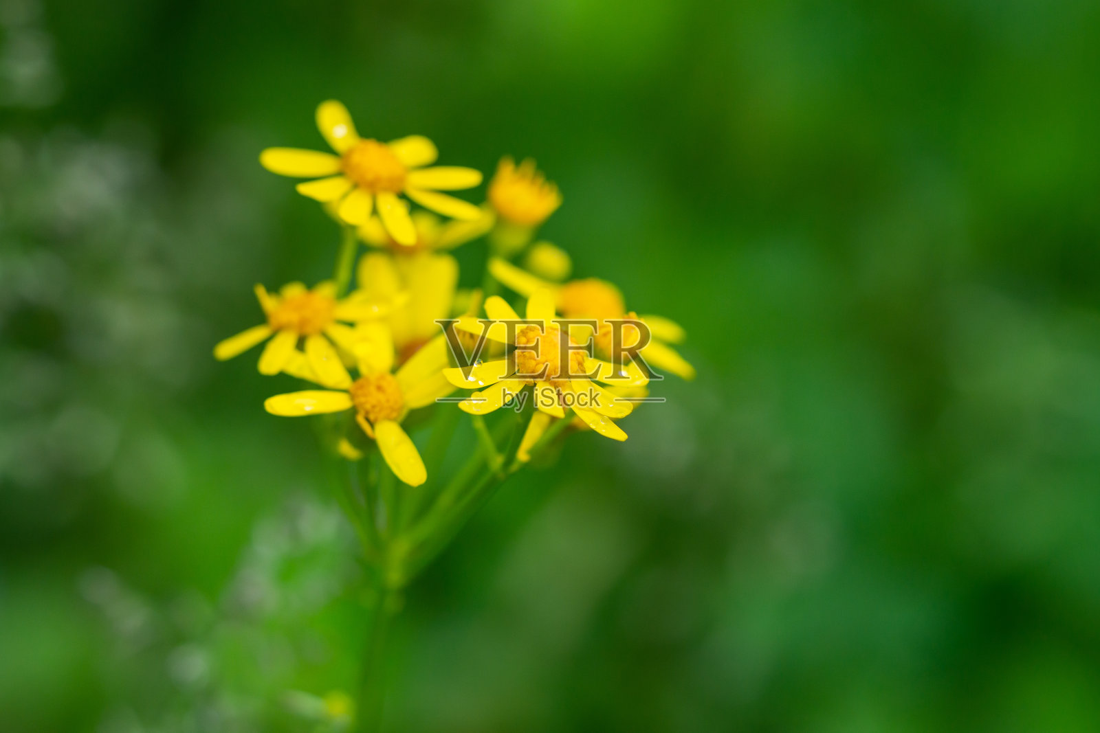 春天的Butterweed花照片摄影图片
