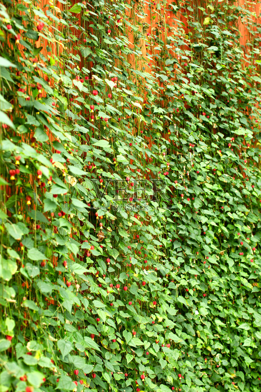 有红色和黄色小花的悬挂植物照片摄影图片