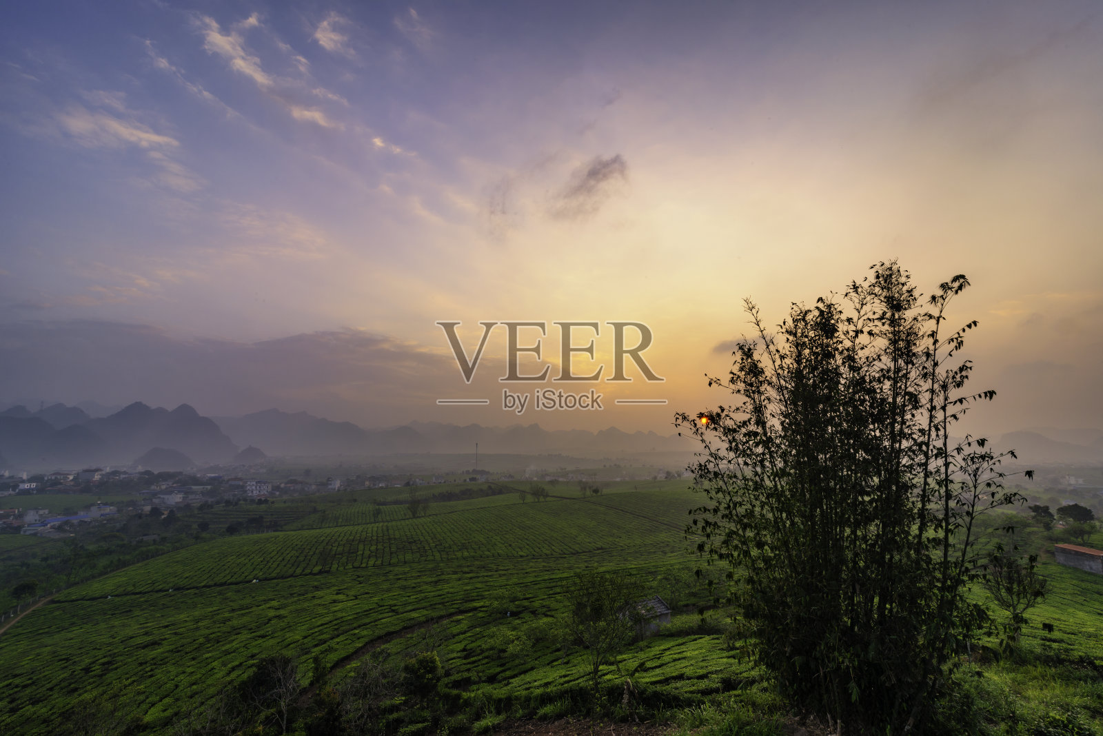 越南茂洲的新鲜绿茶山照片摄影图片