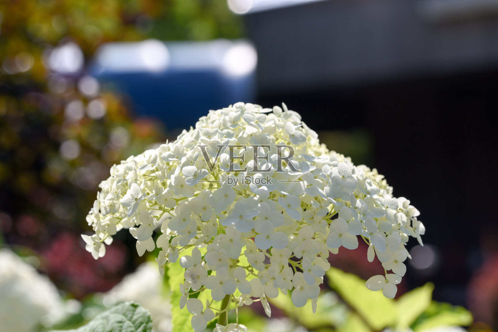 白绣球花(安娜贝尔)照片摄影图片