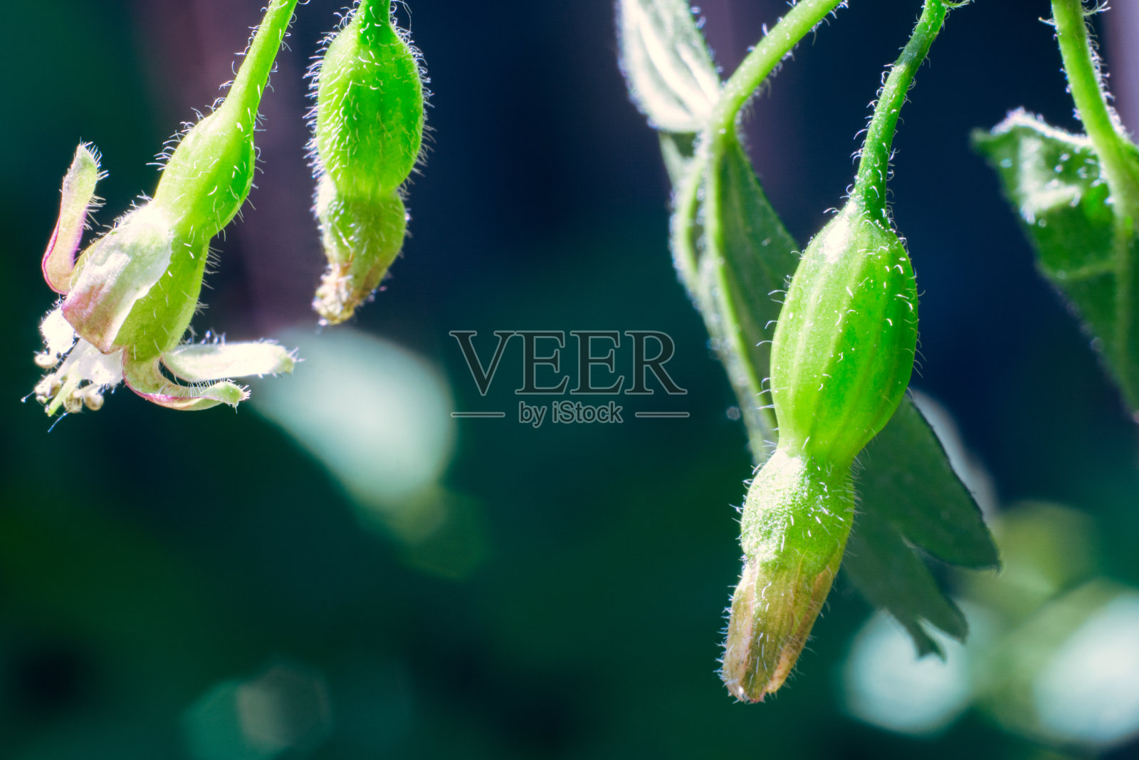 鹅莓的花和子房低调照片摄影图片