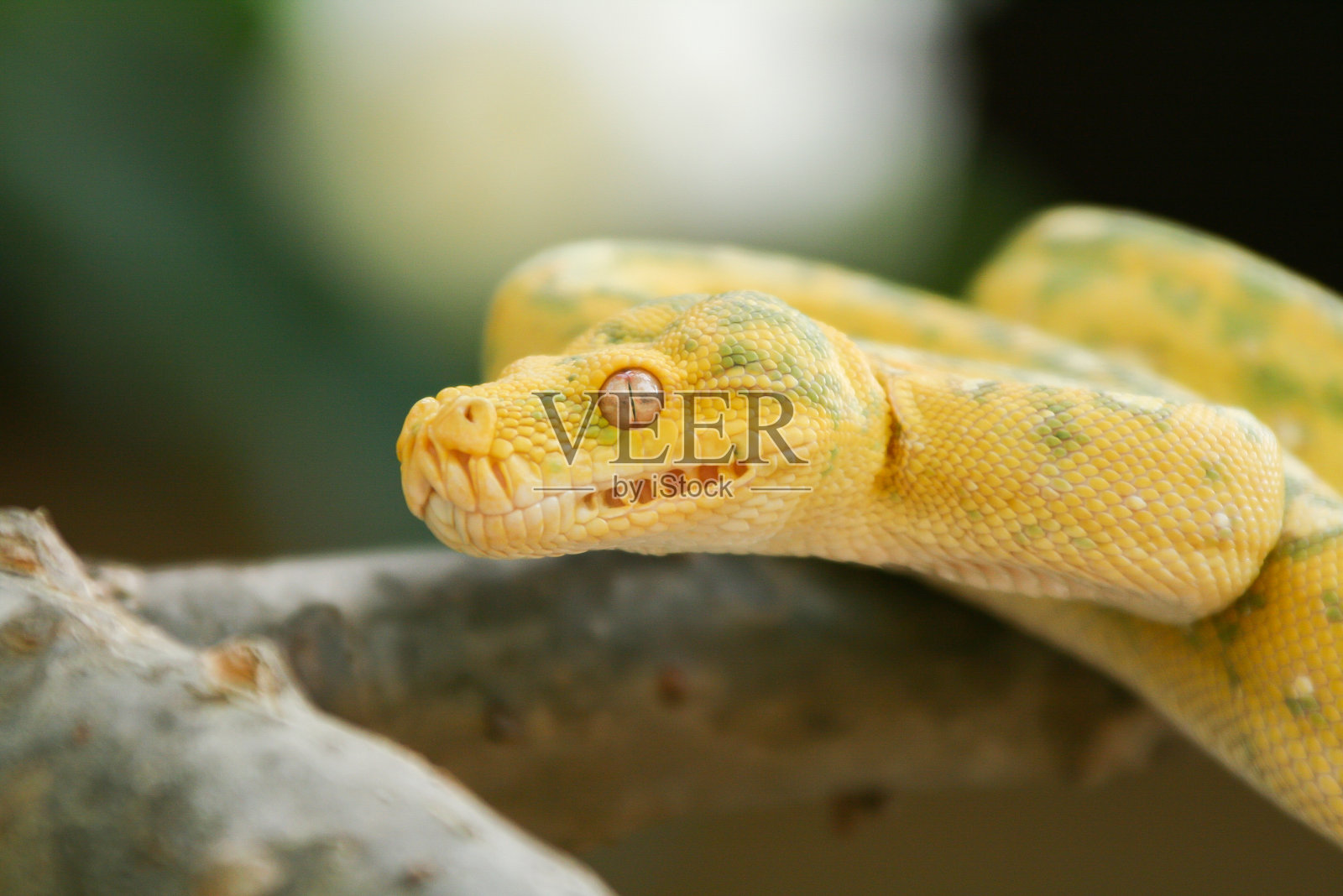 青树python照片摄影图片