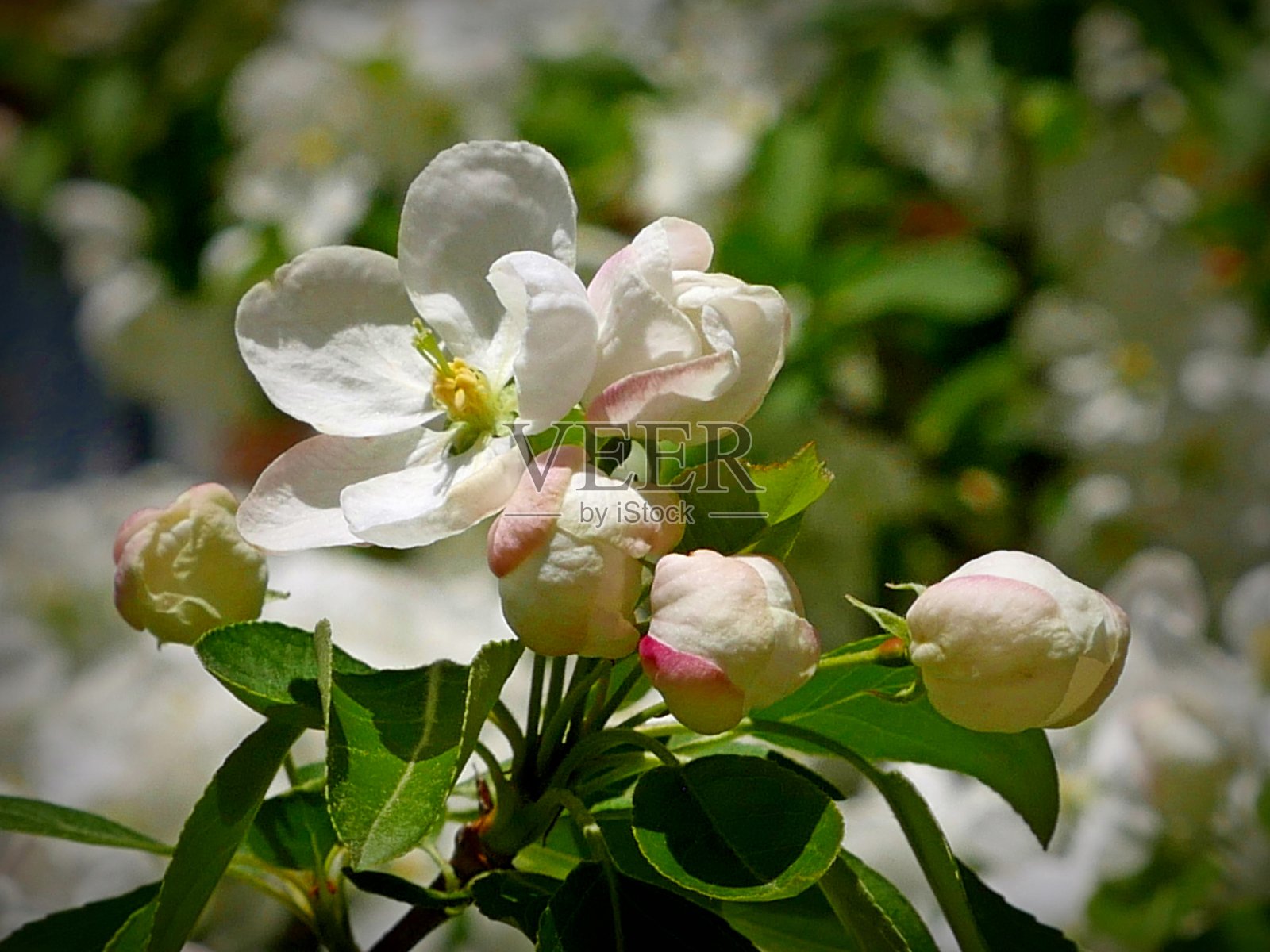 盛开的西方野樱桃灌木照片摄影图片