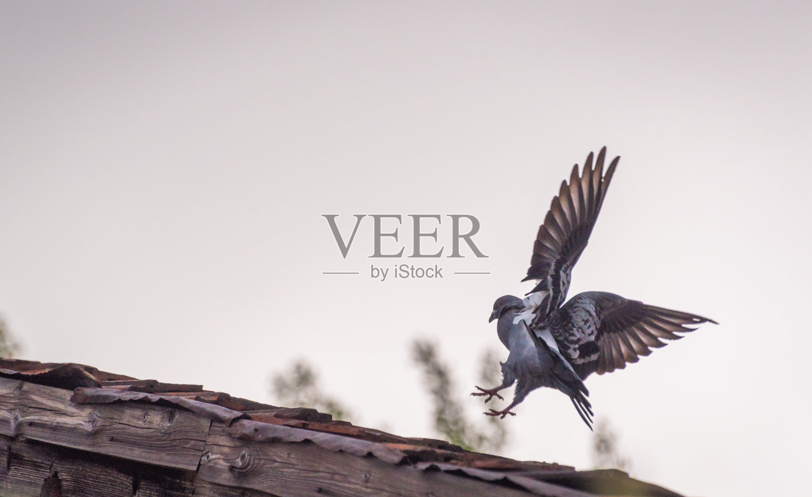 鸽子在飞行中做一个动作照片摄影图片