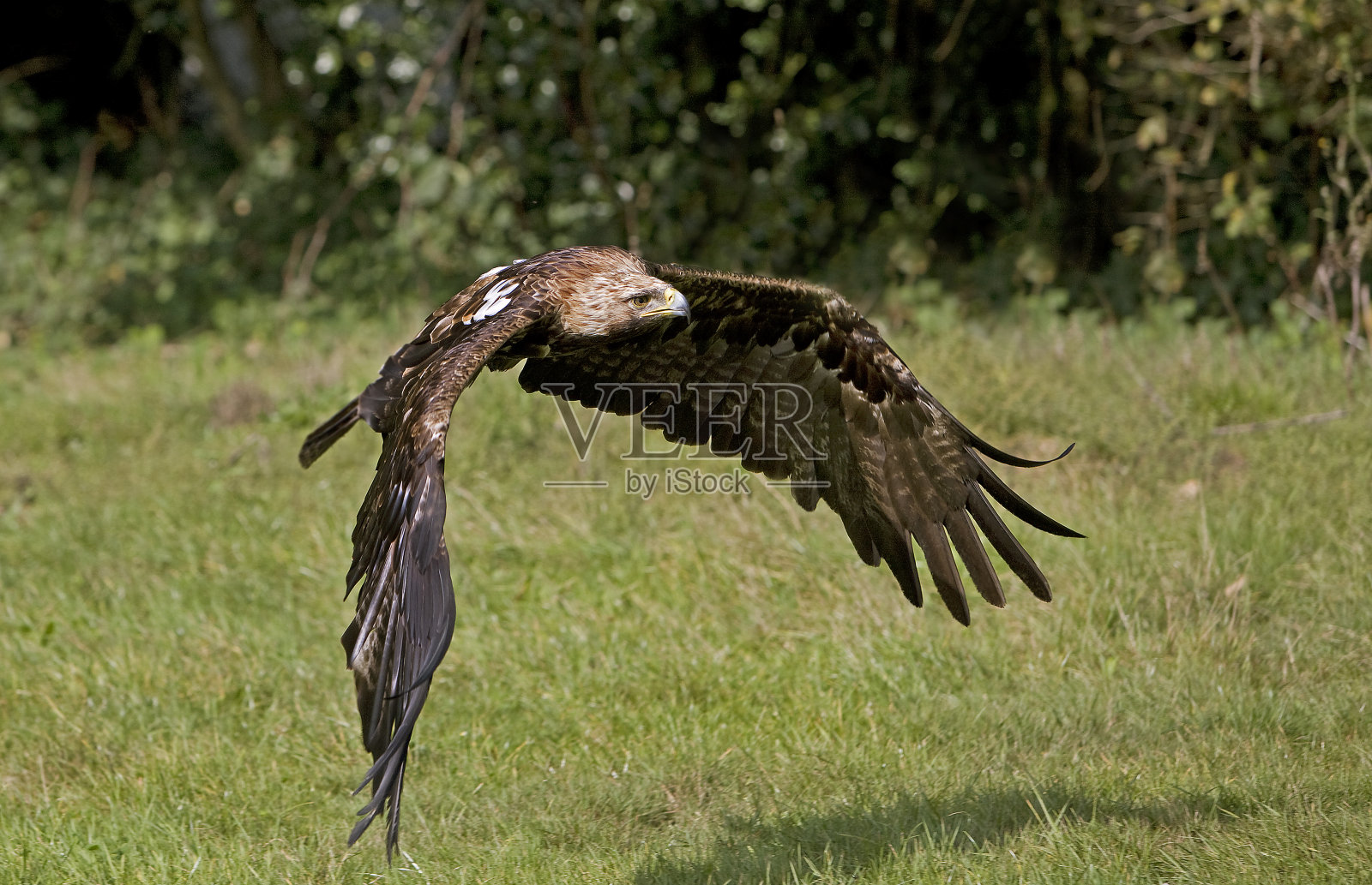 帝王鹰阿奎拉·赫利亚卡,成年飞行照片摄影图片