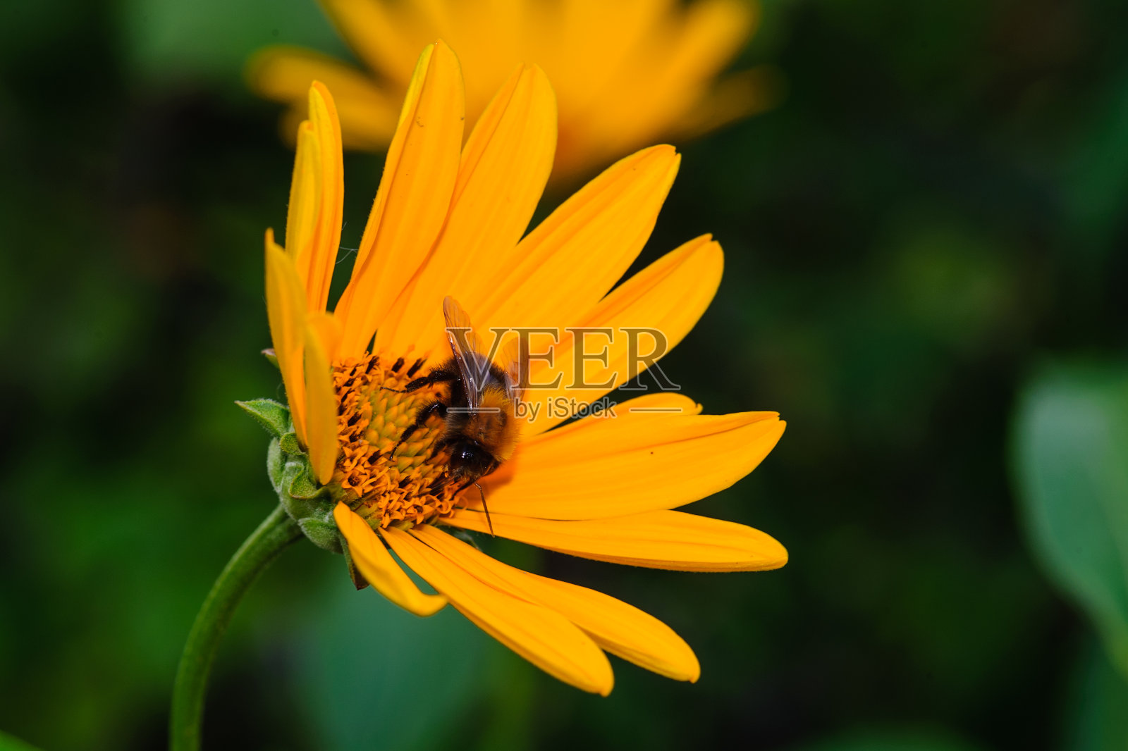有选择性的重点。大黄蜂正在花园里采集紫锥花的花蜜。照片摄影图片