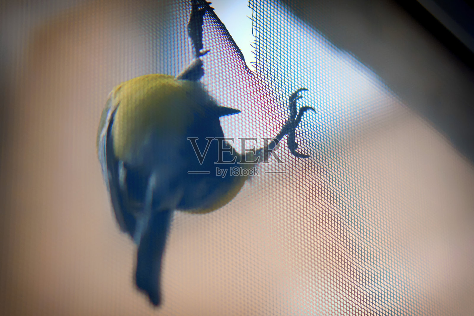 一只鸟在啄房子的窗纱照片摄影图片