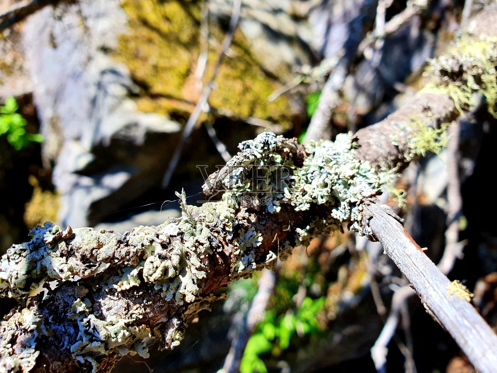 树枝与地衣照片摄影图片