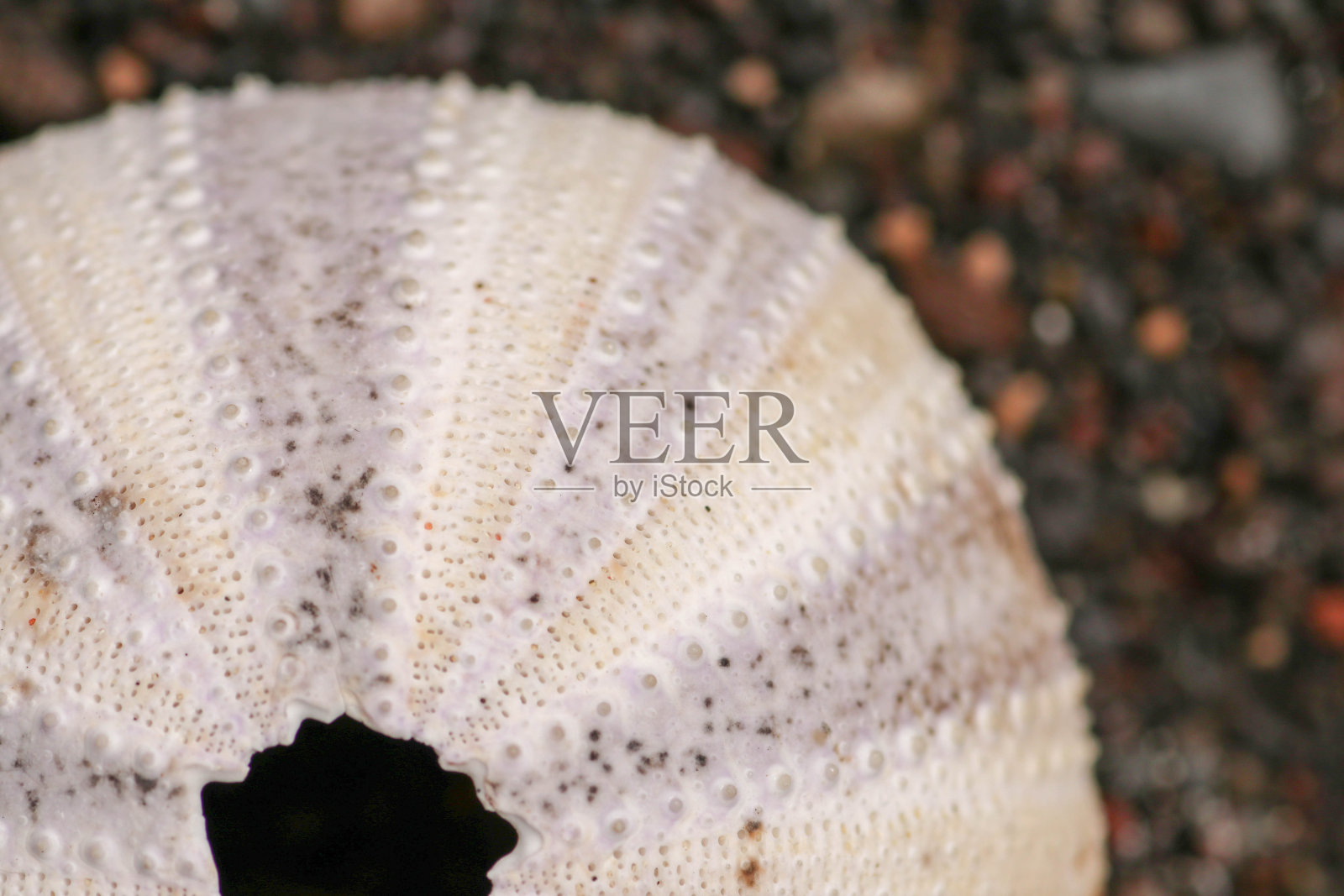 近距离观察海胆的骨架,黄色和黑色的阴影。在潮湿的沙子背景上的黄色贝壳的细节。棘皮壳门俯视图。干海胆。照片摄影图片