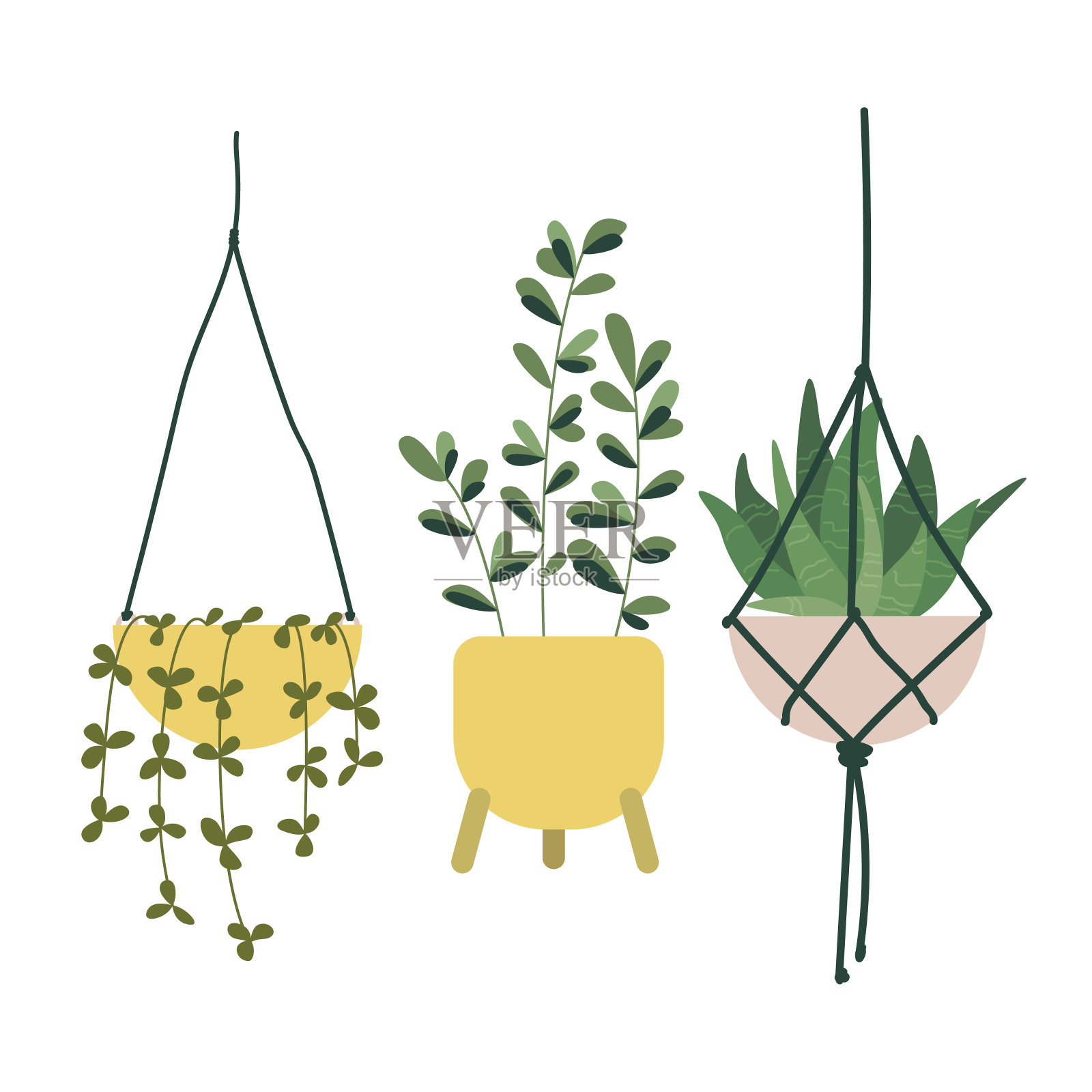 一套室内植物:芦荟,蔷薇属挂盆和榕树。插画图片素材