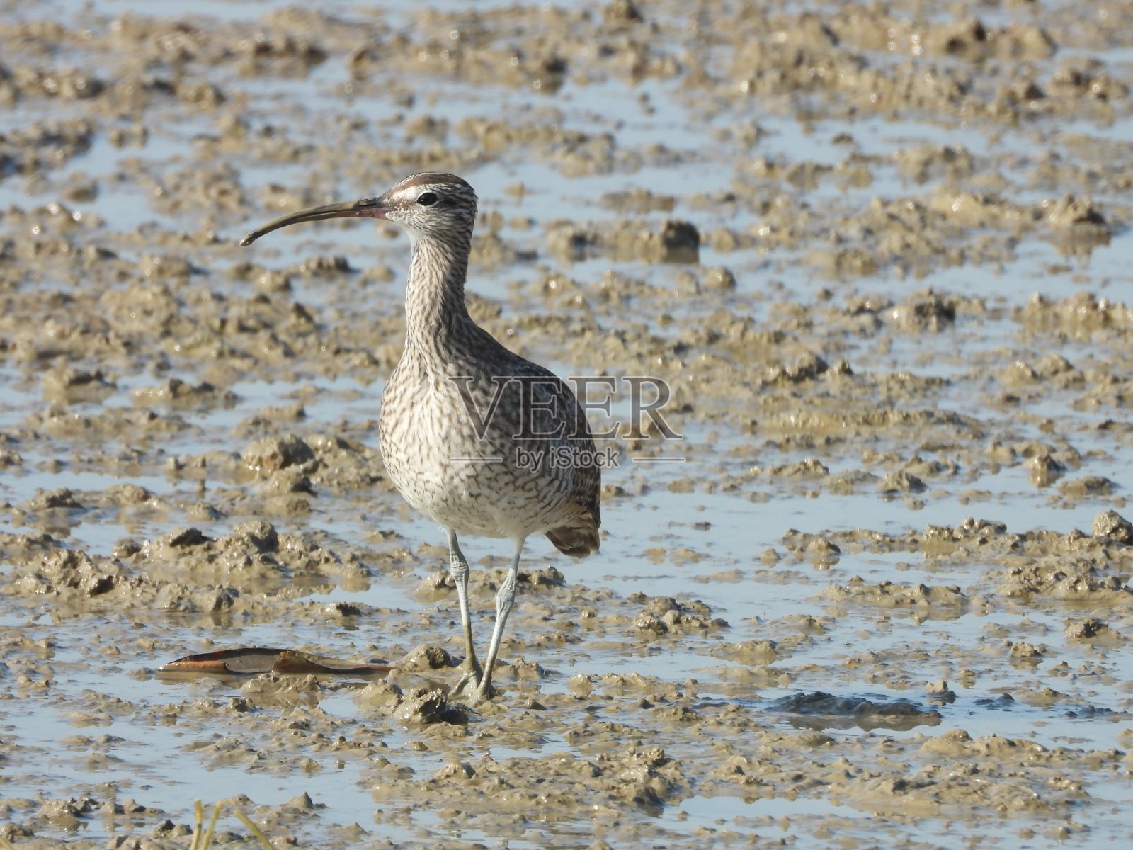 杓鹬照片摄影图片