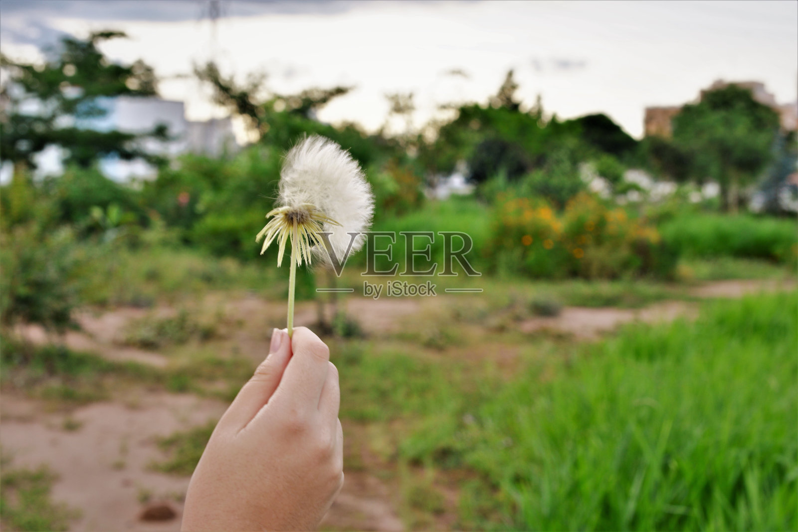 手捧蒲公英种子在田间照片摄影图片
