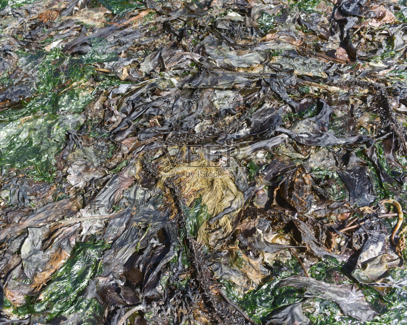 东苏克公园,不列颠哥伦比亚照片摄影图片