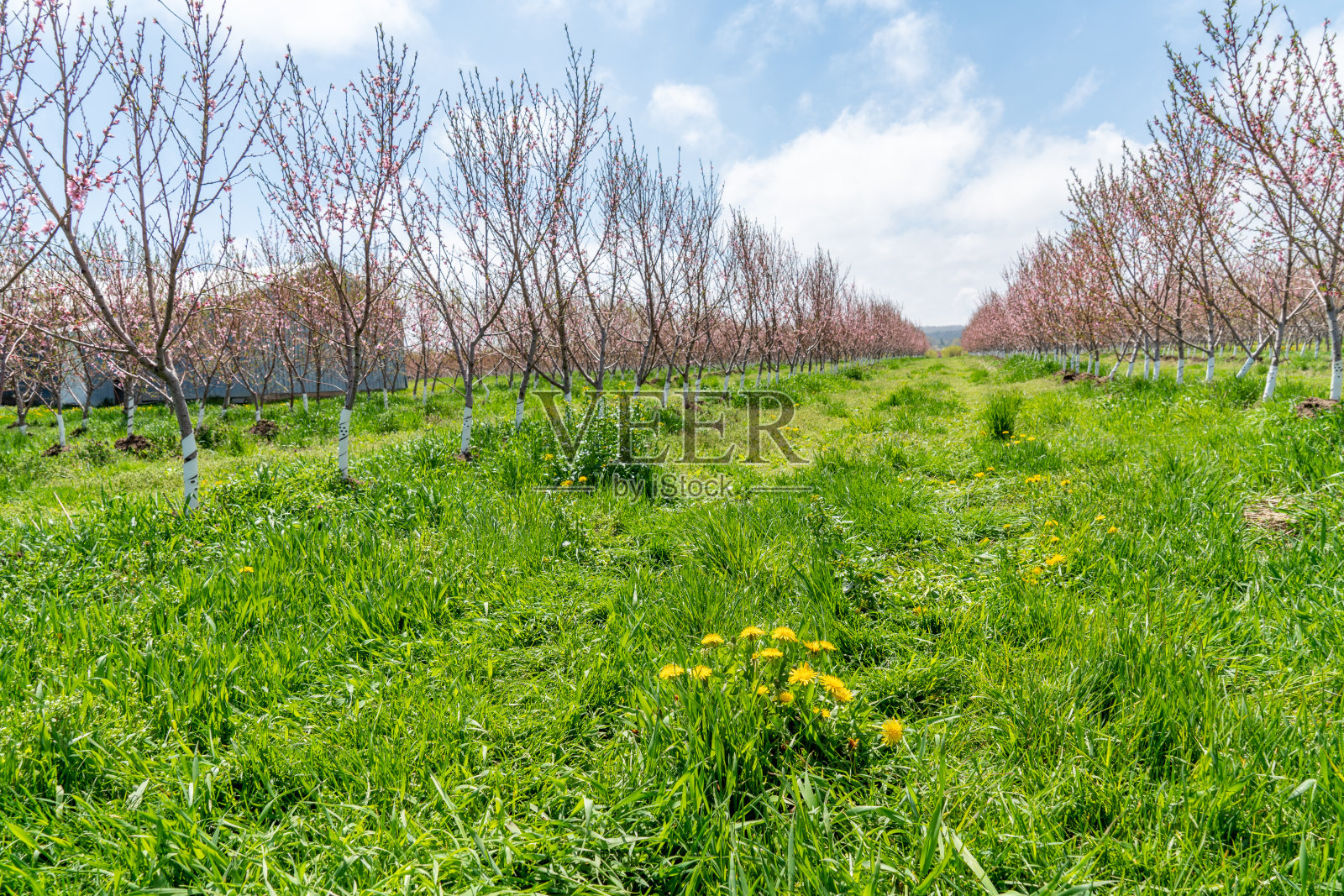 加拿大安大略省农场的果树正在开花照片摄影图片