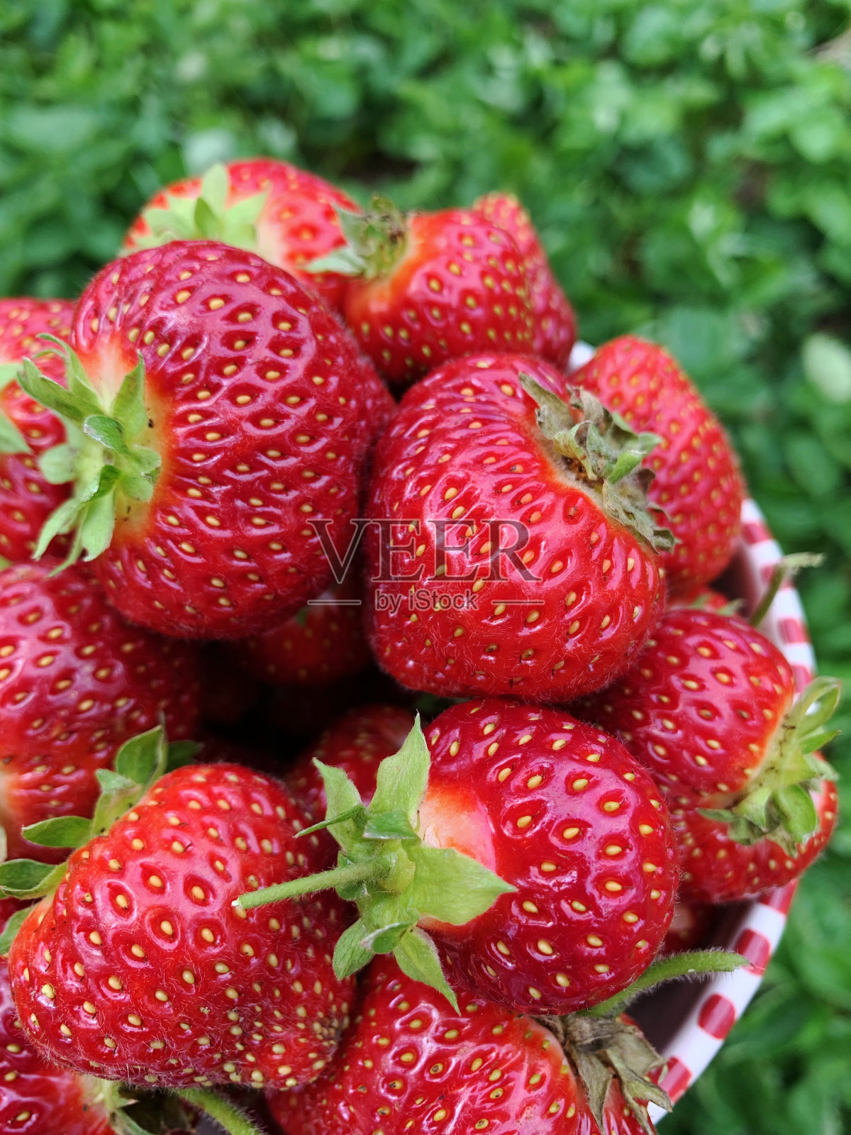 一碗从我的乡村花园摘来的新鲜多汁的有机红草莓照片摄影图片