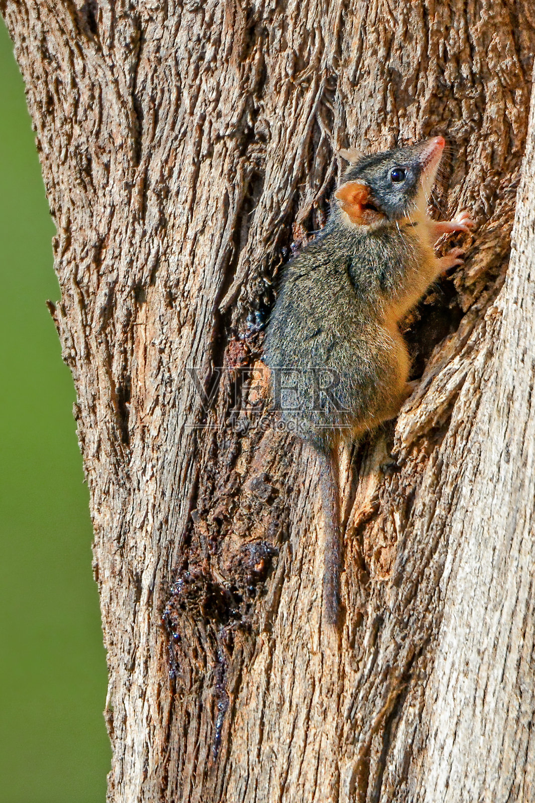 树干上的松鼠照片摄影图片