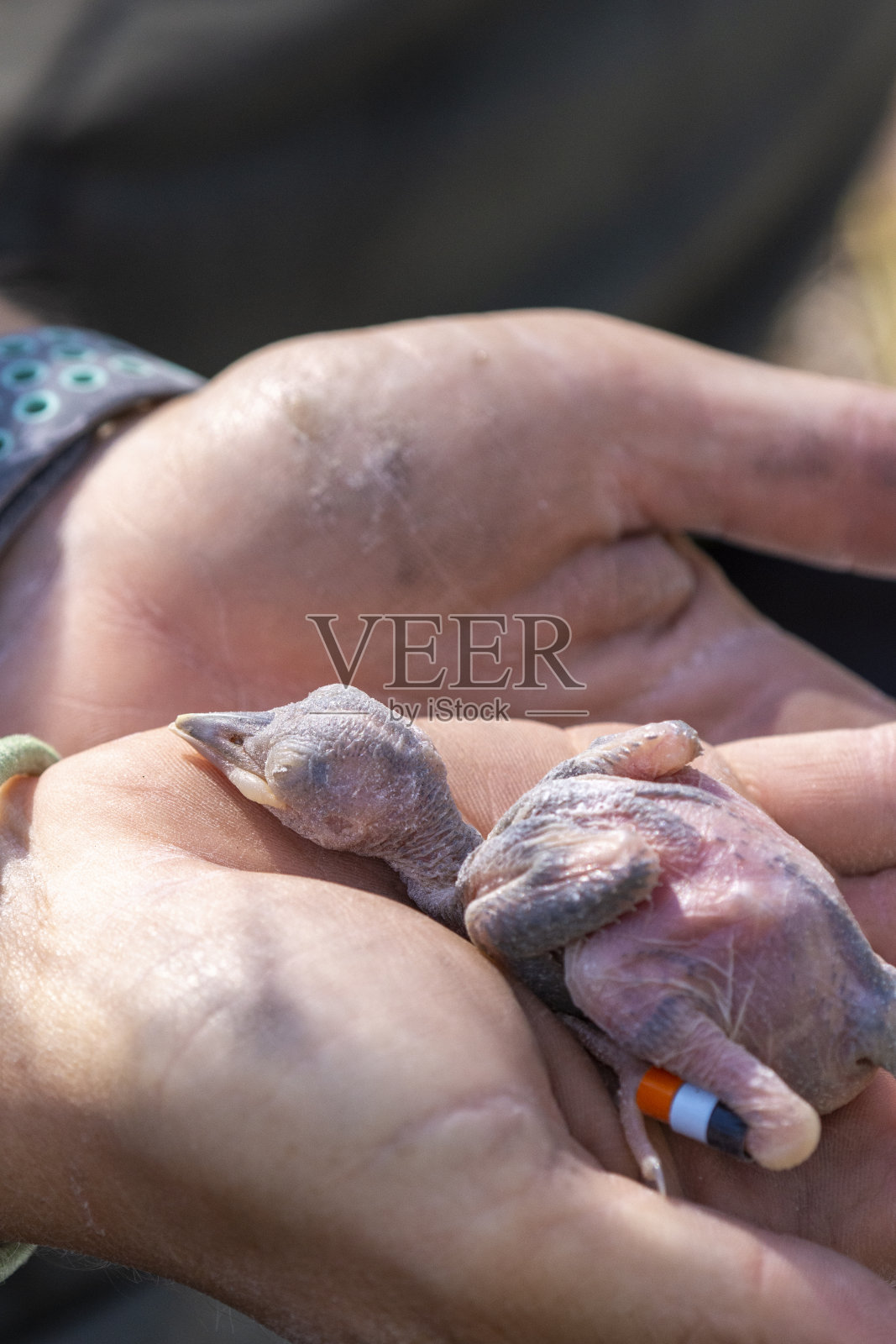 手里拿着追踪标记的红冠啄木鸟雏照片摄影图片