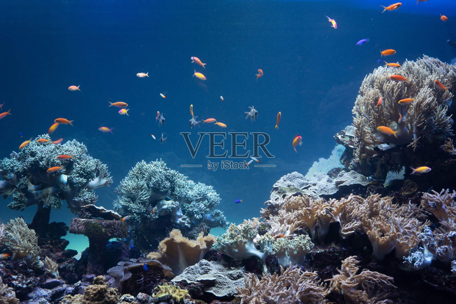 海底的珊瑚和热带鱼照片摄影图片