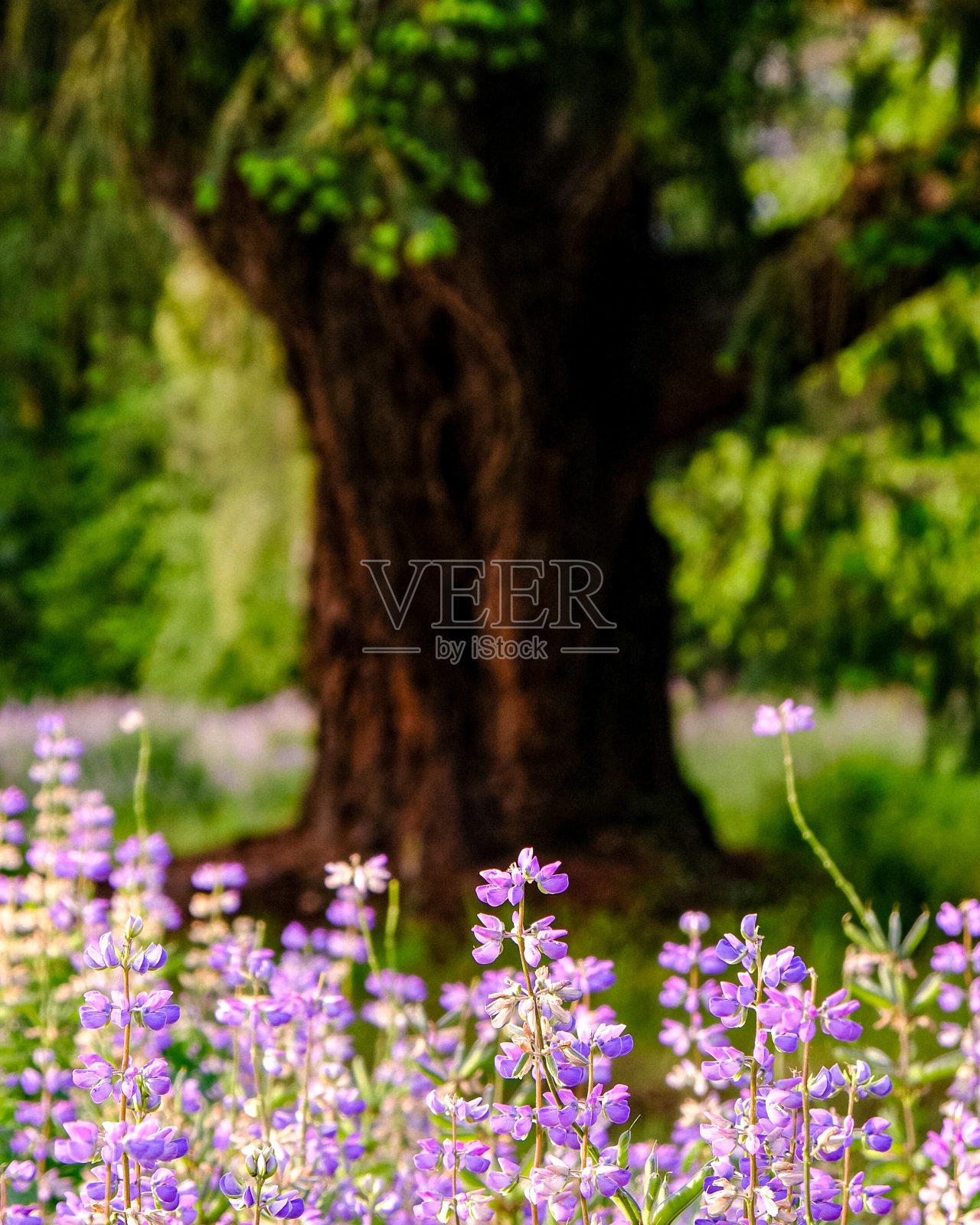 卢平照片摄影图片