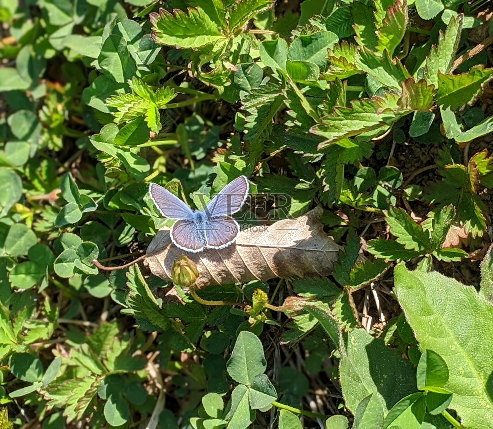 草地上的蝴蝶。蓝色的蝴蝶。绿色的肝。照片摄影图片