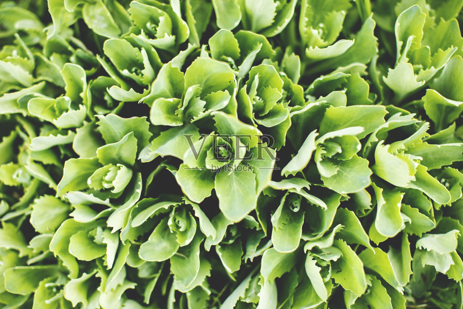 绿叶的特写照片摄影图片