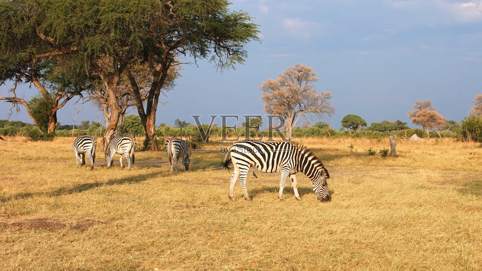 斑马在草自然栖息地国家公园照片摄影图片