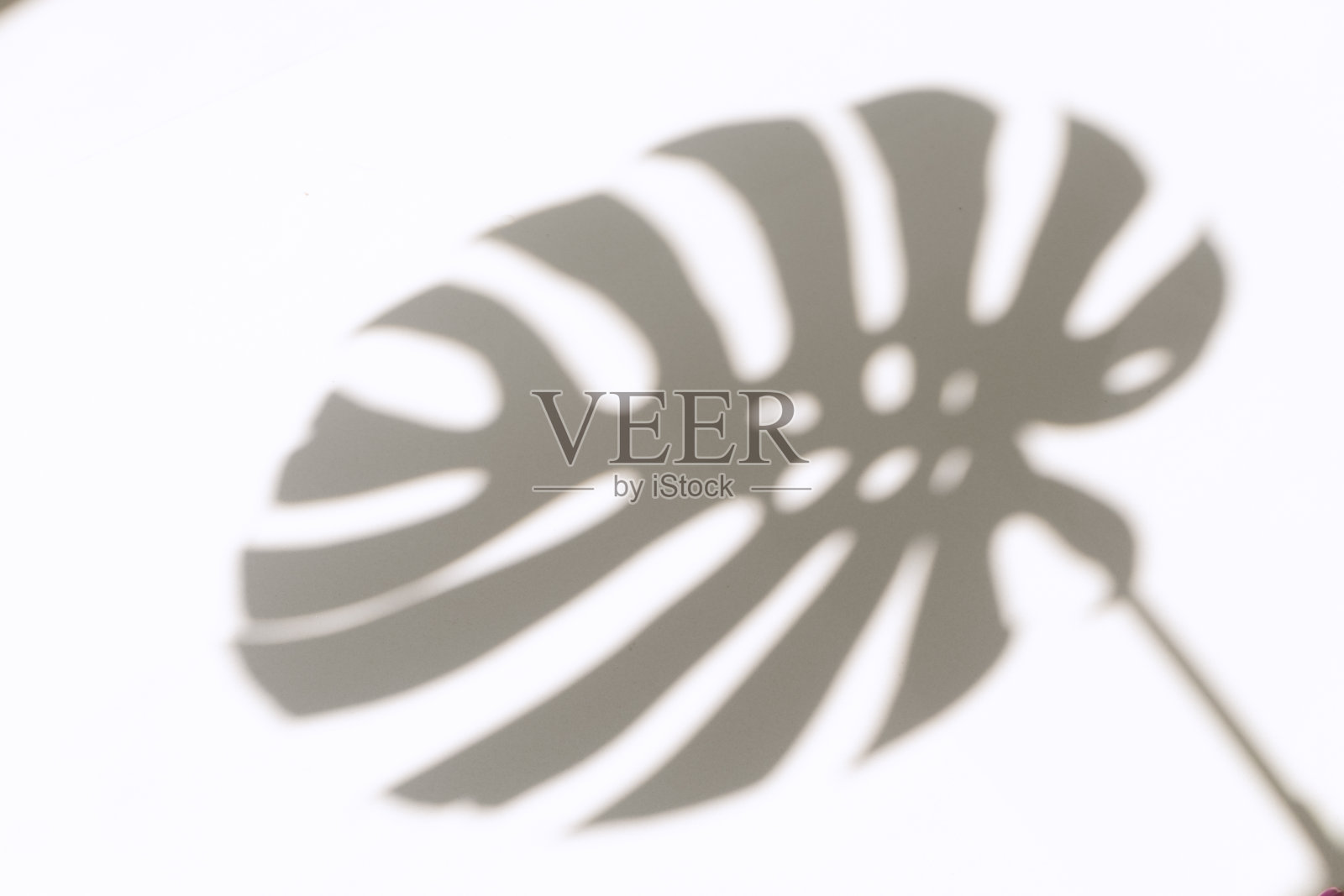 蓬莱蕉树叶的影子照片摄影图片