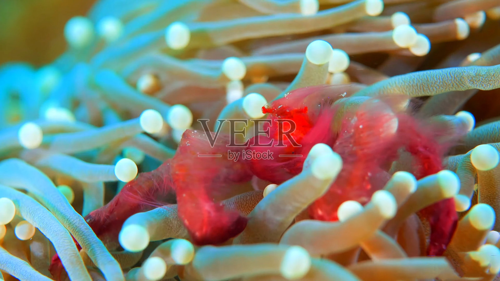 水下珊瑚生物:水下世界场景照片摄影图片