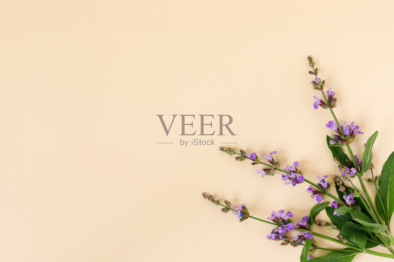 贺卡与花园鼠尾草花在精致的黄色背景。照片摄影图片