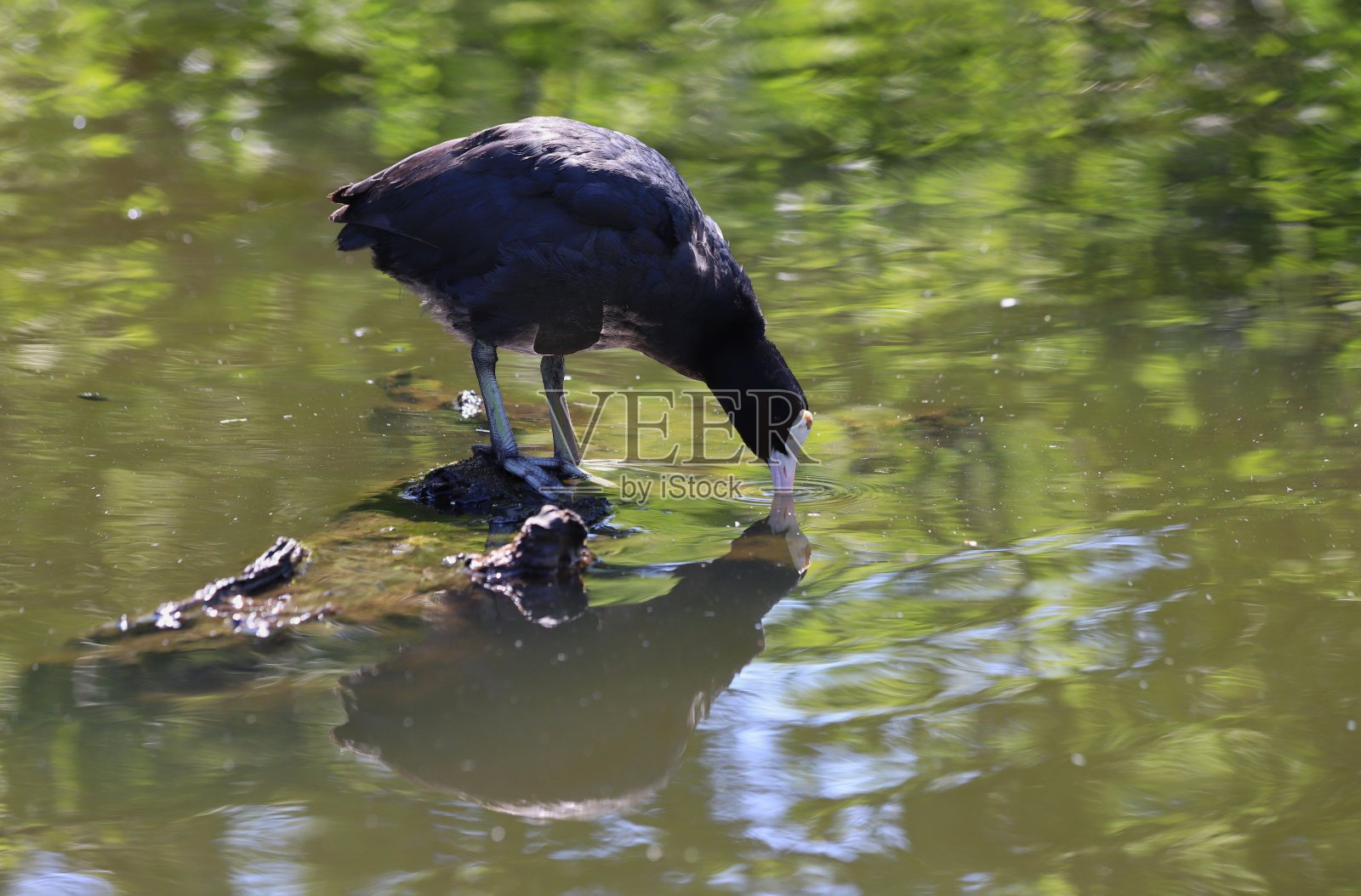 傻瓜反射照片摄影图片