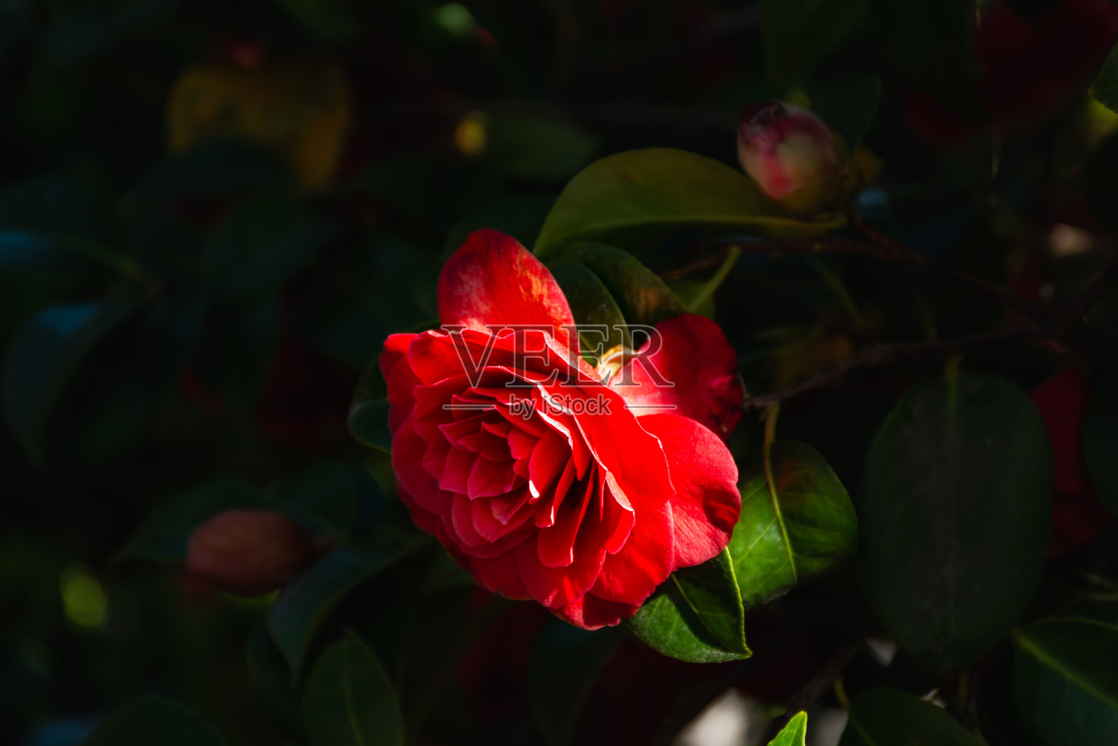 红色山茶花近距离在花园里照片摄影图片