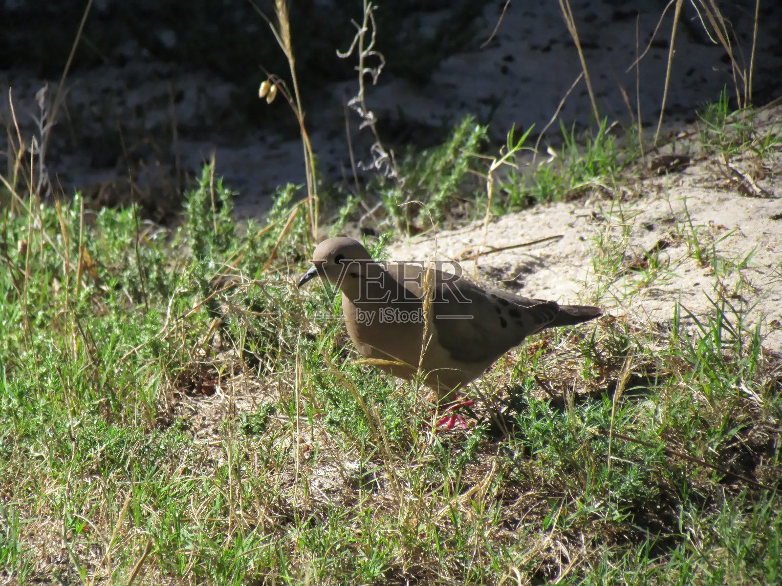 白胸白鸽——哥伦比亚小白鸽——总是在抓食照片摄影图片