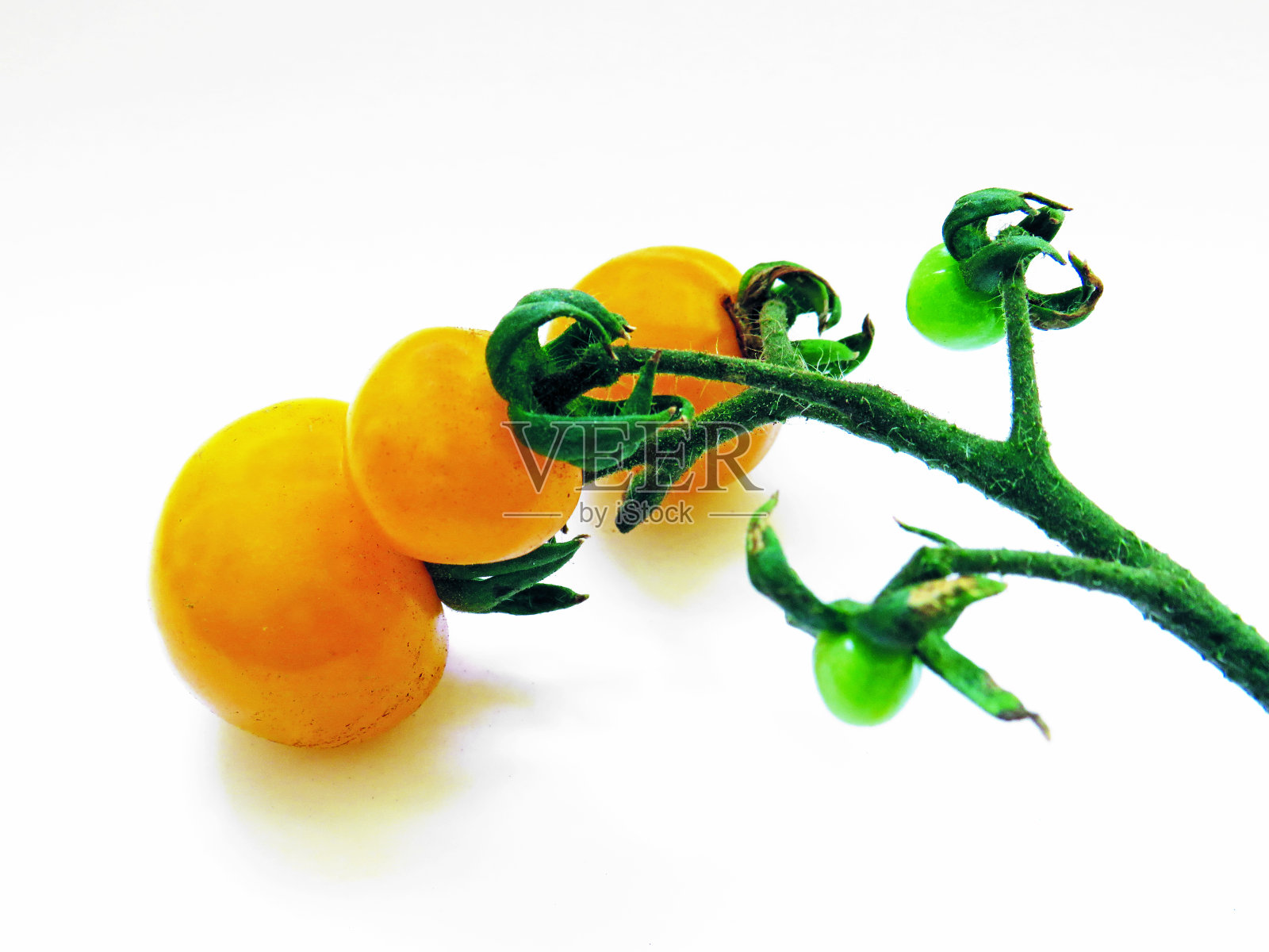 鸟瞰图的有机黄色西红柿在藤上孤立的白色背景。有机食品,无添加剂。照片摄影图片
