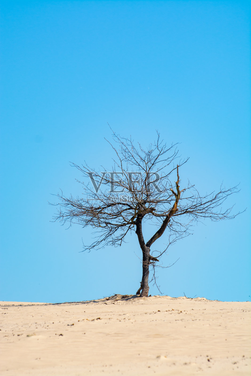 荷兰北布拉班特De Loonse和Drunense Duinen国家公园的沙漠自然景观照片摄影图片