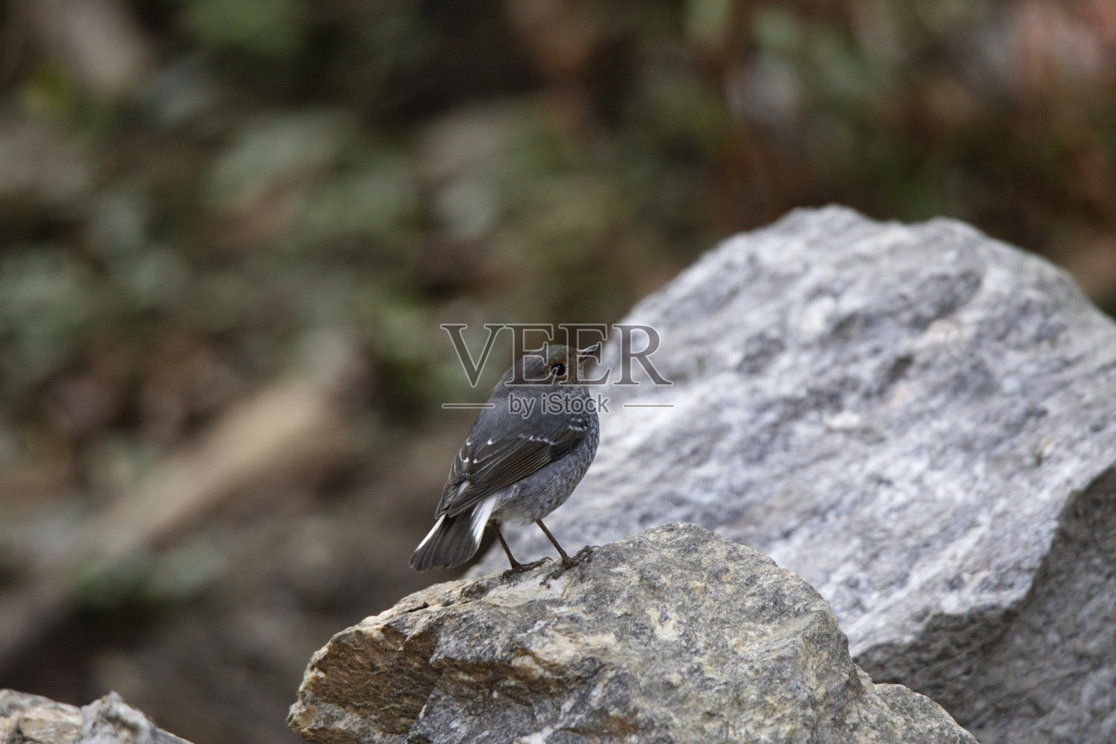 红start, fuliginosus, Mangan,锡金,印度照片摄影图片